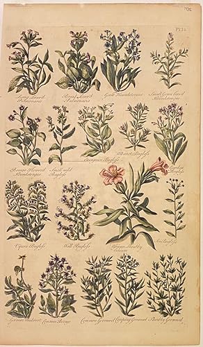 [Plate 55] The British Herbal