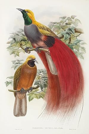 Paradisea Decora. Grey-Chested Bird of Paradise