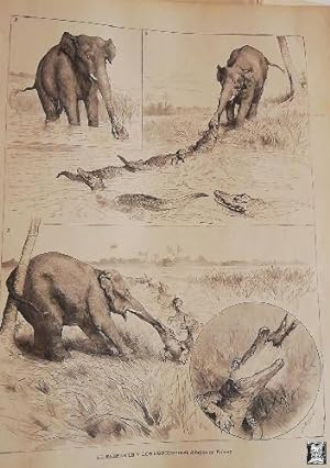 Antiguo Grabado - antique engraving: Elefante y los cocodrilos. Dibujos de Robley 1890
