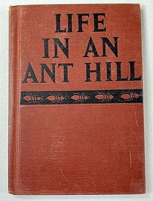 Life in an Ant Hill