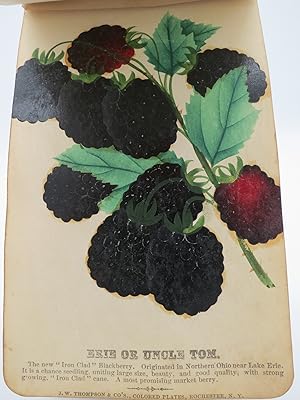 MCGILL BROS. CATALOG NO. 14. NURSERY SPECIMAN CATALOG OF 86 COLOR LITHOGRAPH FRUIT & FLOWER PLATES