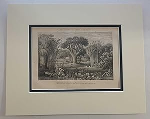 Canes, Tropical Trees & Plants (1874 Botanical Engraving)
