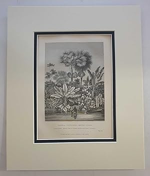 Tropical Vegetation in Guyana (1874 Botanical Engraving)