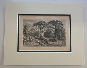 Conifer & Pine Trees (1874 Botanical Engraving)