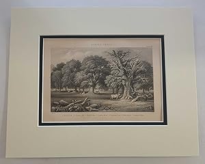 British Timber Trees (1874 Botanical Engraving)