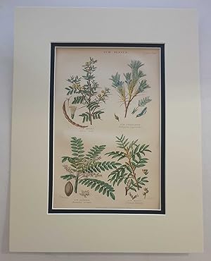 Gum Plants: Arabic, Mastic etc. (1874 Botanical Engraving)