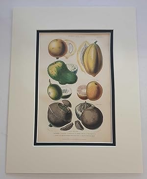 Fruits & Nuts: Papaw, Brazil, etc. (1874 Botanical Engraving)