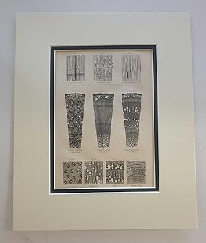 Internal Structure of Woods (1874 Botanical Engraving)