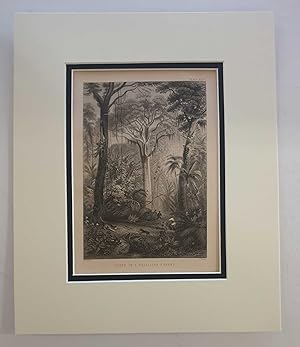 Scene in a Brazilian Forest (1874 Botanical Engraving)