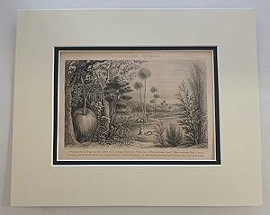 Australian Trees and Shrubs (1874 Botanical Engraving)