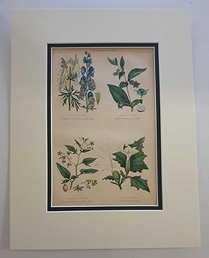 Vegetable Poisons: Wolfsbane, etc. (1874 Botanical Engraving)