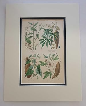 Edible Plants: Yams, Potatoes etc. (1874 Botanical Engraving)