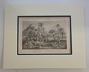 Palms and Plantains (1874 Botanical Engraving)