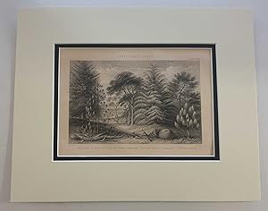 Coniferous Trees (1874 Botanical Engraving)
