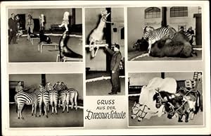 Ansichtskarte / Postkarte Hamburg Stellingen, Carl Hagenbecks Tierpark, Dressurschule, Zebras, Ro...