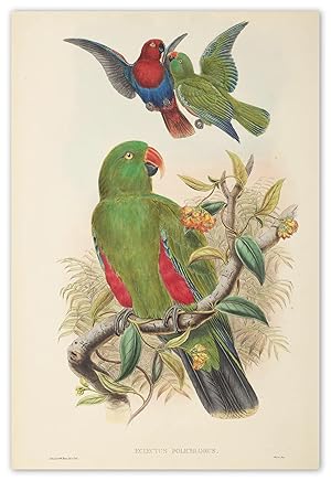 Eclectus polichlorus