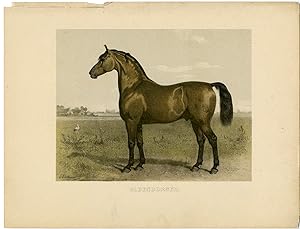 Rare Antique Print-OLDENBURGER-GERMAN HORSE BREED-Volkers-1880