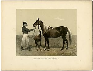 Imagen del vendedor de Rare Antique Print-HUNGARIAN COUNTRY HORSE-Volkers-1880 a la venta por Pictura Prints, Art & Books