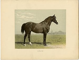 Imagen del vendedor de Rare Antique Print-DANISH HORSE-Volkers-1880 a la venta por Pictura Prints, Art & Books