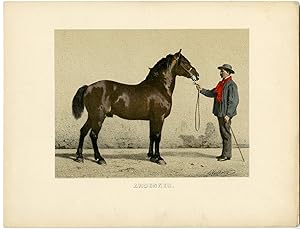 Imagen del vendedor de Rare Antique Print-ARDENNAIS-ARDENNES-DRAFT HORSE-Volkers-1880 a la venta por Pictura Prints, Art & Books