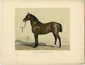 Imagen del vendedor de Rare Antique Print-ANGLO NORMAN HORSE-FRENCH BREED-Volkers-1880 a la venta por Pictura Prints, Art & Books