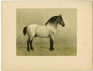 Imagen del vendedor de Rare Antique Print-BELGIAN DRAFT HORSE-Volkers-1880 a la venta por Pictura Prints, Art & Books