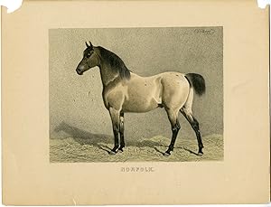 Rare Antique Print-NORFOLK TROTTER HORSE-Volkers-1880