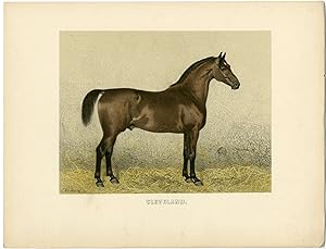 Imagen del vendedor de Rare Antique Print-CLEVELAND BAY-ENGLISH HORSE BREED-Volkers-1880 a la venta por Pictura Prints, Art & Books