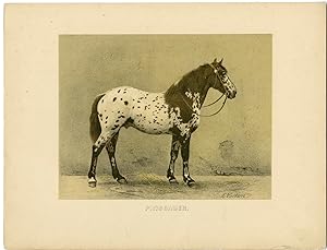 Imagen del vendedor de Rare Antique Print-NORIKER-NORICO PINZGAUER-HORSE-Volkers-1880 a la venta por Pictura Prints, Art & Books