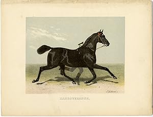 Rare Antique Print-HANNOVERANER-GERMAN HORSE BREED-Volkers-1880