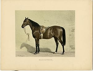 Rare Antique Print-RADAUTZER-HORSE BREED-Volkers-1880