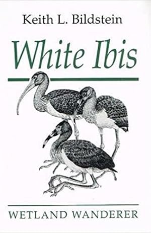 White Ibis: Wetland Wanderer