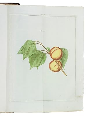 Bild des Verkufers fr Beschrijving en afbeeldingen van de beste soorten van appelen en peeren, .With: (2) KNOOP, Johann Hermann. Beschrijving van vruchtboomen en vruchten, .(3) KNOOP, Johann Hermann. Beschrijving van plantagie-gewassen, .Amsterdam, Allart, Holtrop; Dordrecht, De Leeuw, Krap, 1790. 3 works in 1 volume. Folio. With 39 folding engraved plates (12 of apples & 8 of pears in the first work, showing 90 sorts; 19 of fruit and nut trees in the second work, showing 24 sorts). All coloured by a contemporary hand. Contemporary half calf, gold-tooled spine. zum Verkauf von ASHER Rare Books