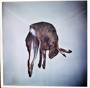 Seller image for Hare 11 (exhibition announcement for Richard Learoyd) for sale by DR Fine Arts