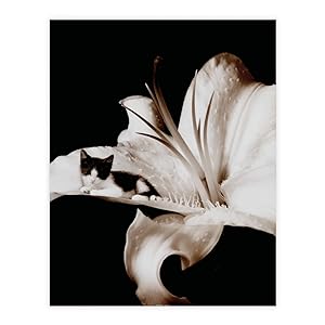 Cottonball tiger lily