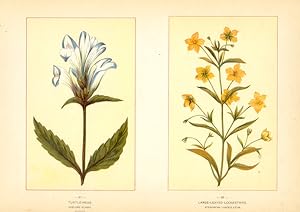 Canada Wildflowers vintage print TURTLE-HEAD. CHELONE GLABRA LANCE-LEAVED LOOSESTRIFE. STEIRONEMA...
