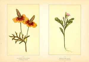 Canada Wildflowers vintage print COLUMNAR CONE-FLOWER. RUDBECKIA COLUMNARIS. JULY. AMERICAN SEA R...