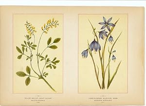 Canada Wildflowers vintage print YELLOW MELILOT, SWEET CLOVER. MELILOTUS OFFICINALIS. JUNE LARGE-...