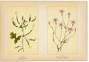 Canada Wildflowers vintage print HEDGE MUSTARD. SISYMBRIUM OFFICINALE. MAY-SEP WHEELER'S CHAETADE...