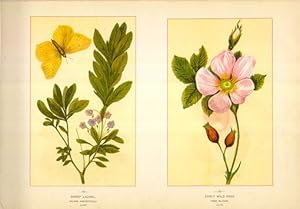Canada Wildflowers vintage print SHEEP LAUREL. KALMIA ANGUSTIFOLIA. JUNE EARLY WILD ROSE. ROSA BL...