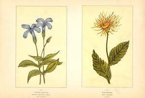 Canada Wildflowers vintage print FRINGED GENTIAN. GENTIANA AMERICANA (CRINITA) ELECAMPANE. INULA ...