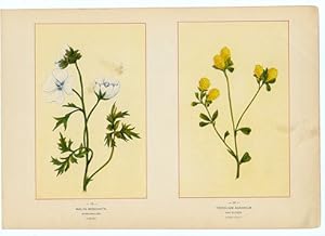 Canada Wildflowers vintage print MALVA MOSCHATA. MUSK-MALLOW. AUGUST. TRIFOLIUM AGRARIUM. HOP CLOVER