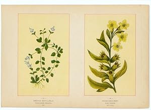 Canada Wildflowers vintage print VERONICA SERPYLLIFOLIA. THYME-LEAVED SPEEDWELL HYOSCYAMUS NIGER....