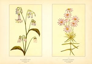Canada Wildflowers vintage print RATTLESNAKE ROOT. PRENANTHES ALBA. SANDPAPER STARWORT. ASTER LIN...