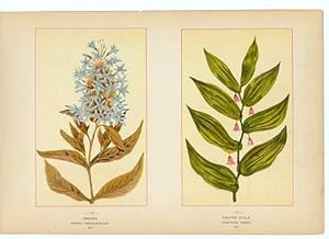 Canada Wildflowers vintage print AMSONIA. AMSONIA TABERN AEMONTANA. MAY. TWISTED STALK. STREPTOPU...