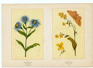 Canada Wildflowers vintage print ASTER PUNICEUS. PURPLE ASTER. AUG.-SEPT. BRASSICA NIGRA. BLACK M...