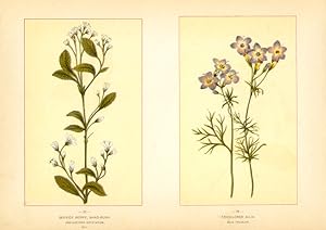 Canada Wildflowers vintage print SERVICE BERRY, SHAD-BUSH. AMELANCHIER BOTRYAPIUM. MAY. TRICOLORE...