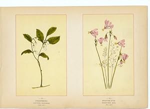 Canada Wildflowers vintage print CHECKERBERRY. GAULTHERIA PROCUMBENS. JUNE-JULY SHOOTING STAR. DO...