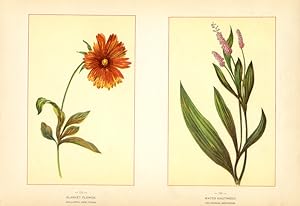 Canada Wildflowers vintage print BLANKET FLOWER. GAILLARDIA AMBLYODON. WATER KNOTWEED. POLYGONUM ...