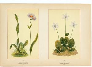 Canada Wildflowers vintage print ROBIN'S PLANTAIN. ERIGERON BELLIDIFOLIUS. MAY. GRASS OF PARNASSU...